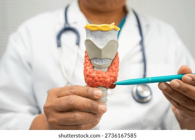 Hyperthyroidism, Overactive Thyroid, Thyroid Lymphoma, Asian doctor with thyroid gland human model in hospital.