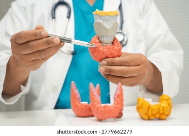 Hyperthyroidism, Overactive Thyroid, Thyroid Lymphoma, Asian doctor with thyroid gland human anatomy model in hospital.