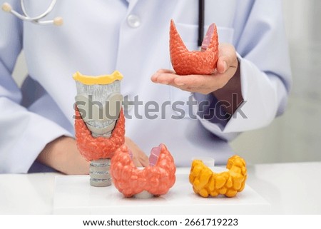 Hyperthyroidism, Overactive Thyroid, Thyroid Lymphoma, Asian doctor with thyroid gland human anatomy model in hospital.