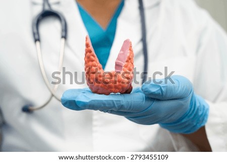 Hyperthyroidism, Overactive Thyroid, Thyroid Lymphoma, Asian doctor with thyroid gland human anatomy model in hospital.