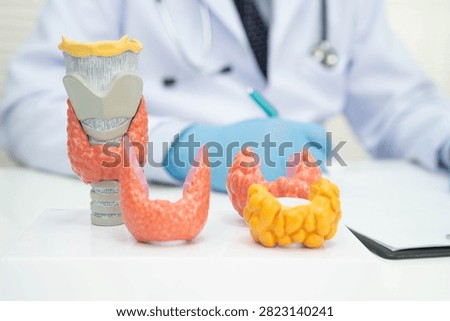 Hyperthyroidism, Overactive Thyroid, Thyroid Lymphoma, Asian doctor with thyroid gland human anatomy model in hospital.