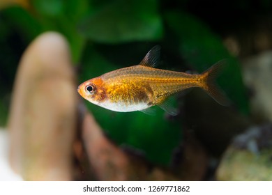 Hyphessobrycon Amandae (ember Tetra) Fish In A Freshwater Aquarium