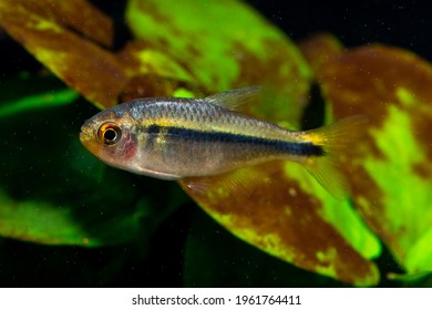 Hyphessobrycon Myrmex South American Wild Fish Stock Photo 1961764411 ...