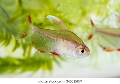 Hyphessobrycon Rosaceus Aquarium Fish Rosy Tetra Stock Photo 345015974 ...