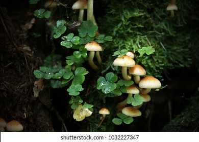 Hypholoma Fasciculare, Sulphur Tuft