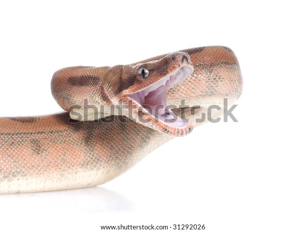 colombian red tail boa price