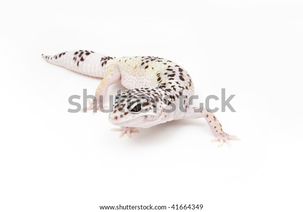 Hypo Tug Snow Leopard Gecko On Stock Photo Edit Now 41664349