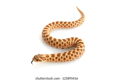 233 Western hognose snake Images, Stock Photos & Vectors | Shutterstock