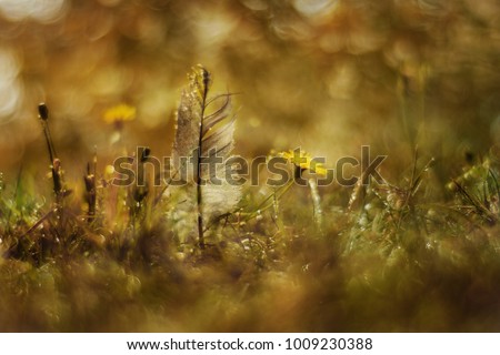 Image, Stock Photo Meadow in the morning light