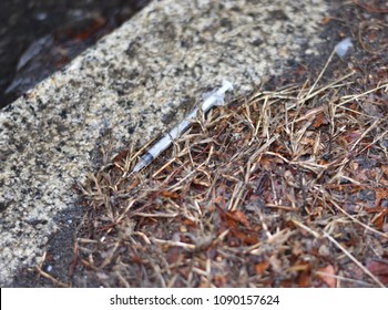 Hypodermic Needle Discarded On The Ground, Refuse Of The Opioid Crisis