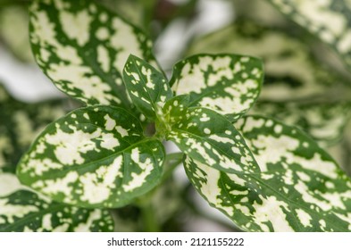 Hypoestes Phyllostachya Hypoesthesia Close-up Of A Beautiful Pattern On The Leaves.