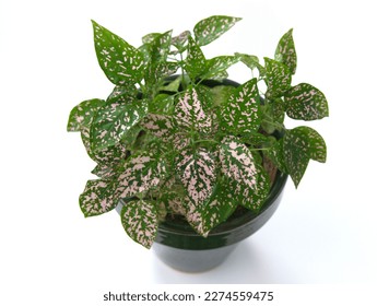 Hypoestes phyllostachya, the polka dot plant, is a species of flowering plant in the family Acanthaceae, native to South Africa, Madagascar, and south east Asia, on white background