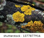 Hypogymnia physodes and Xanthoria parietina common orange lichen, yellow scale, maritime sunburst lichen and shore lichen lichenized fungi growing on a branch. Lichen