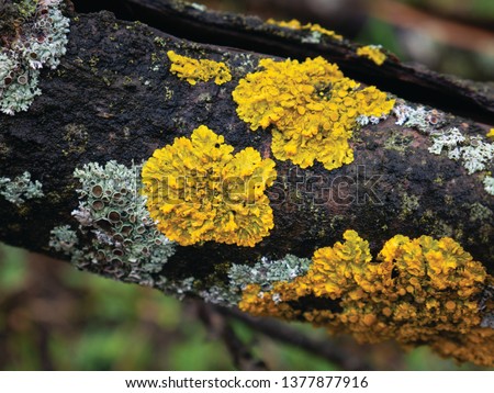 Hypogymnia physodes and Xanthoria parietina common orange lichen, yellow scale, maritime sunburst lichen and shore lichen lichenized fungi growing on a branch. Lichen