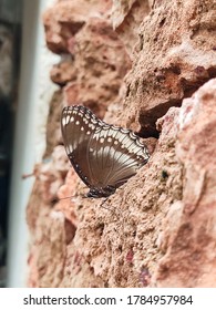 Hypolimnas Anomala, The Malayan Eggfly Or Crow Eggfly 