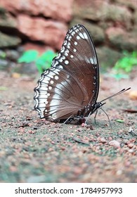 Hypolimnas Anomala, The Malayan Eggfly Or Crow Eggfly 