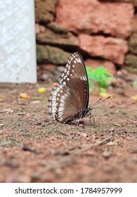 Hypolimnas Anomala, The Malayan Eggfly Or Crow Eggfly 