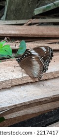 Hypolimnas Bolina, The great Eggfly