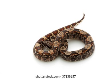 Hypomelanistic Black Columbian Redtailed Boa Boa Stock Photo 37138657 ...