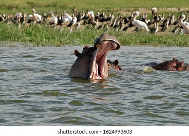 Hyppopotamus In Kazinga Channel