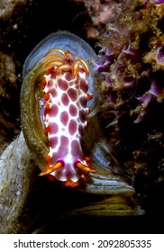 Hypselodoris iacula is a species of colourful sea slug or dorid nudibranch, a marine gastropod mollusk in the family Chromodorididae.