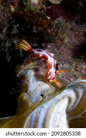 Hypselodoris Iacula Is A Species Of Colourful Sea Slug Or Dorid Nudibranch, A Marine Gastropod Mollusk In The Family Chromodorididae.