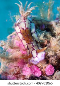 Hypselodoris Krakatoa 