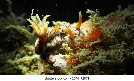 Hypselodoris Krakatoa Nudibranch Sea Slug