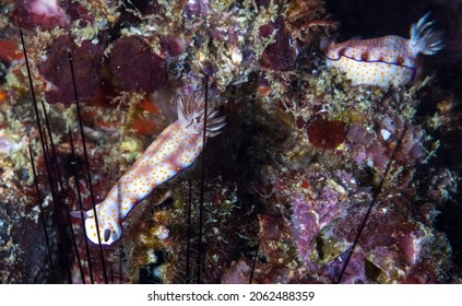 Hypselodoris Pulchella Is A Species Of Sea Slug, A Dorid Nudibranch, A Marine Gastropod Mollusk In The Family Chromodorididae.