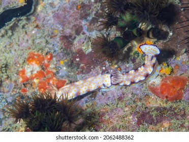 Hypselodoris Pulchella Is A Species Of Sea Slug, A Dorid Nudibranch, A Marine Gastropod Mollusk In The Family Chromodorididae.