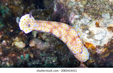 Hypselodoris Pulchella Is A Species Of Sea Slug, A Dorid Nudibranch, A Marine Gastropod Mollusk In The Family Chromodorididae.