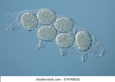 Hypsibius dujardini, eggs inside the cuticle to develop,  BÃ¤rtierchen, water bear, moss piglets, tardigrades, extreme conditions, genomes and genome sequencing, eutelic