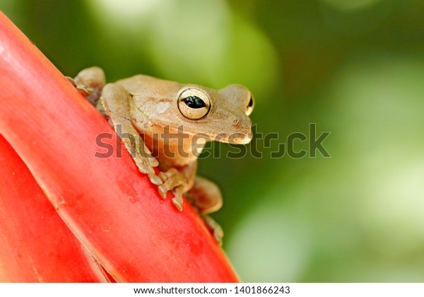 Najdete Stock Snimky Na Tema Hypsiboas Pardalis Leopard Tree Frog Red V Hd A Miliony Dalsich Stock Fotografii Ilustraci A Vektoru Bez Autorskych Poplatku Ve Sbirce Shutterstock Kazdy Den Jsou Pridavany Tisice Novych Kvalitnich Obrazku