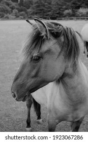 Hyracotherium, Eohippus, All Domestic Horses Are Originally Descended From Wild Horses That Were Tamed By Humans More Than 5000 Years Ago...a Picture From A Horse Head In Black And White