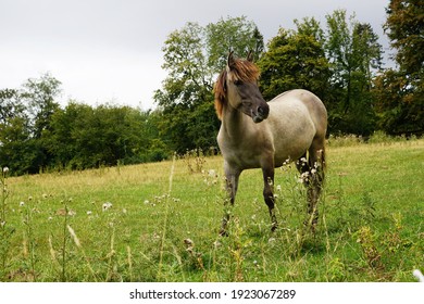 Hyracotherium, Eohippus, All Domestic Horses Are Originally Descended From Wild Horses That Were Tamed By Humans More Than 5000 Years Ago...a Picture From A Horse Head In Black And White