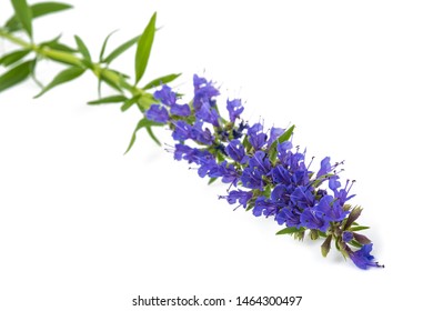 Closeup On Hyssop Hyssopus Officinalis Flower Stock Photo 1844869480 ...