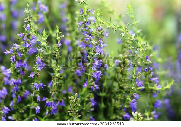 Hyssopus officinalis or\
hyssop is a shrub in the Lamiaceae or mint family native to\
Southern Europe, the Middle East, and the region surrounding the\
Caspian Sea.