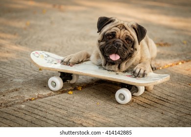 Fawn Pug Dog Playing Skateboard On Stock Photo 412328746 | Shutterstock