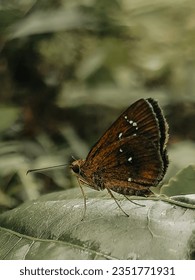  Iambrix salsala butterfly captured in forest of southAsia(karnataka) 