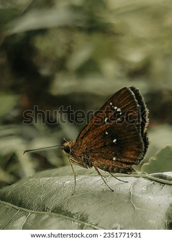  Iambrix salsala butterfly captured in forest of southAsia(karnataka) 