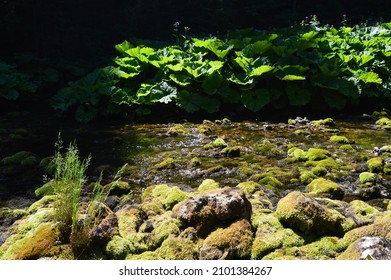 The Ibar River Source, Montenegro