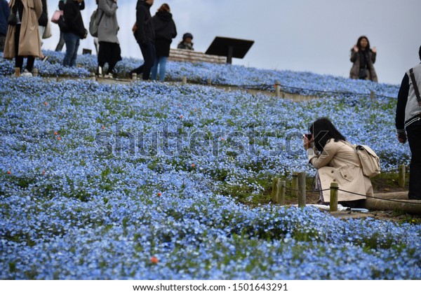 Ibaraki Seaside Park Japan April 2519 Stock Photo Edit Now