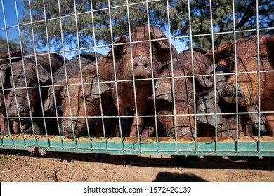 Iberian Black Pigs Ham Production Stock Photo 1572420139 | Shutterstock