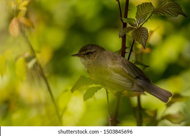 Iberian Chiffchaff
Latin Name: Phylloscopus Ibericus