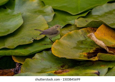 Iberian Chiffchaff
Latin Name: Phylloscopus Ibericus