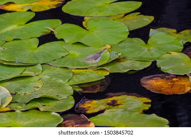 Iberian Chiffchaff
Latin Name: Phylloscopus Ibericus