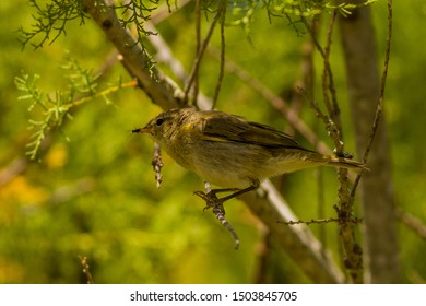 Iberian Chiffchaff
Latin Name: Phylloscopus Ibericus