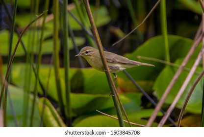 Iberian Chiffchaff
Latin Name: Phylloscopus Ibericus