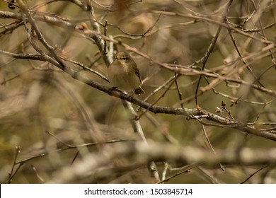 Iberian Chiffchaff
Latin Name: Phylloscopus Ibericus