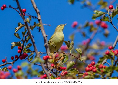 Iberian Chiffchaff
Latin Name: Phylloscopus Ibericus